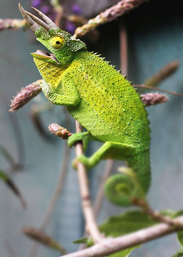 Chameleons