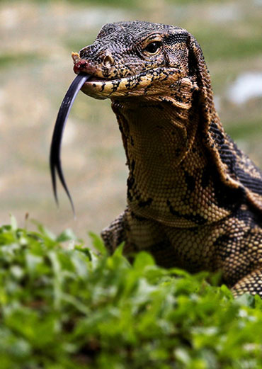 Monitor Lizards