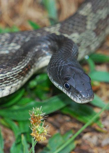 Rat snake