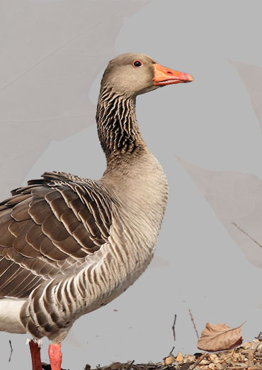 Greylag Goose