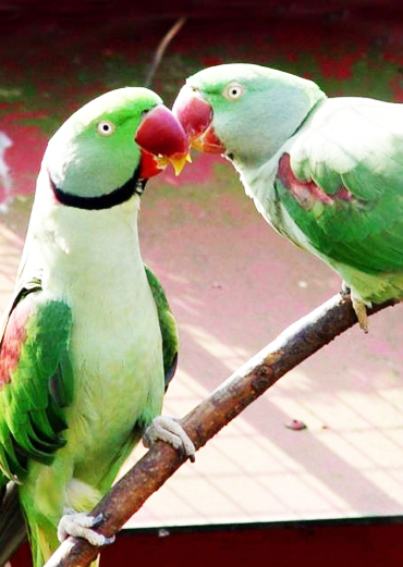 Alexandrine Parakeet