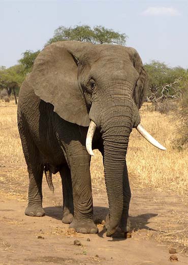 Elephant