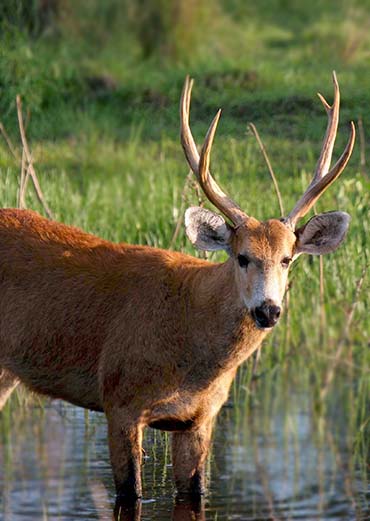 Swamp Deers