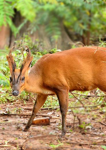 Barking Deer