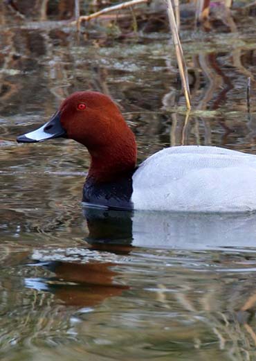 Common Pochard