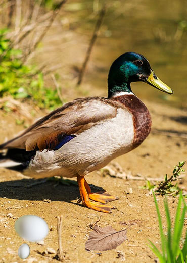 Shoveler