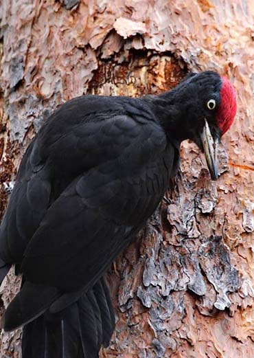 Black Woodpecker