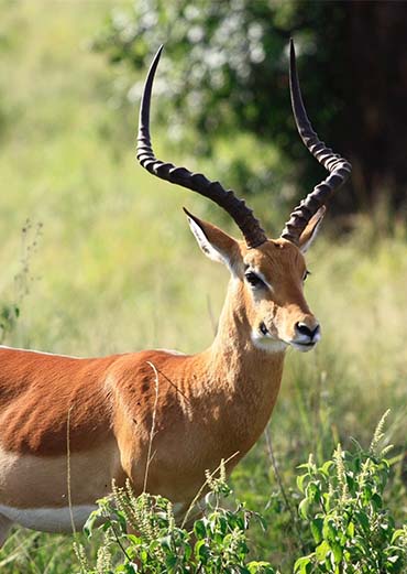 Blackbuck