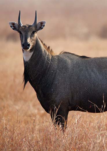 Nilgai