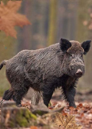 Wild Boar