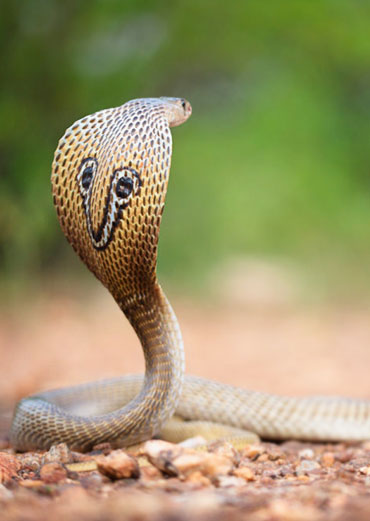 King Cobra