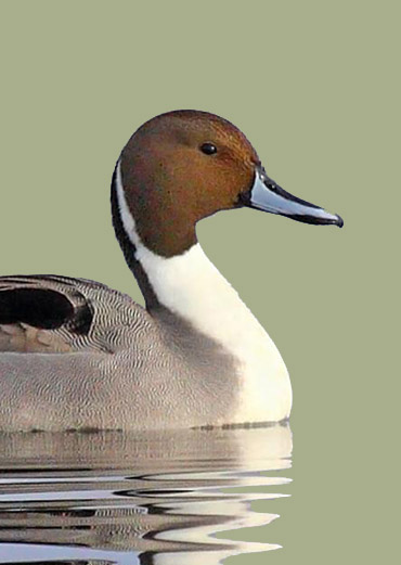 Northern Pintail