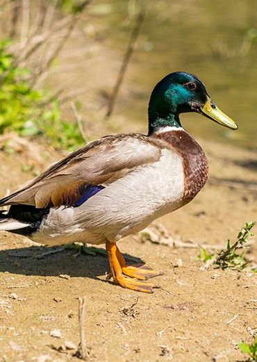 Northern shoveler